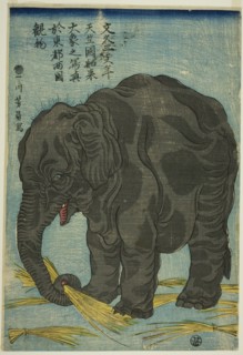 Picture of Large Elephant from India (Tenjiku hakurai dai zo no shashin), An Attraction at..., 1863. Creator: Yoshikazu.