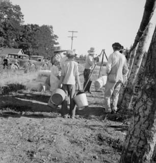 Possibly: Weighing beans at scales on edge of field, near West Stayton, Marion County, Oregon, 1939. Creator: Dorothea Lange.