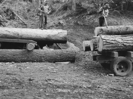Members of Ola self-help sawmill co-op rolling white fir log..., Gem County, Idaho, 1939. Creator: Dorothea Lange.