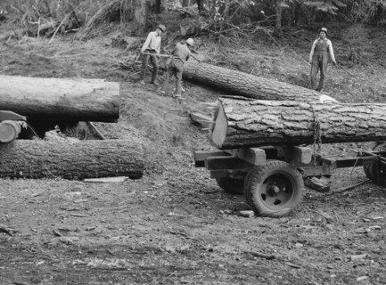 Members of Ola self-help sawmill co-op rolling white fir log..., Gem County, Idaho, 1939. Creator: Dorothea Lange.