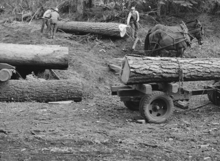 Members of Ola self-help sawmill co-op rolling white fir log..., Gem County, Idaho, 1939. Creator: Dorothea Lange.