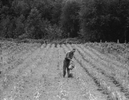 Hand irrigation on small rented subsistence farm, Grays Harbor County, Western Washington, 1939. Creator: Dorothea Lange.