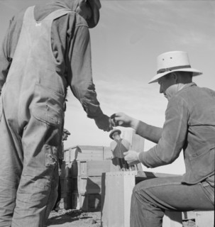 Paymaster on edge of pea fields..., near Calipatria, Imperial Valley, California, 1939. Creator: Dorothea Lange.