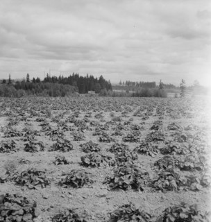 Shows the Arnold house, looking across their strawberry field..., Michigan Hill, Washington, 1939. Creator: Dorothea Lange.
