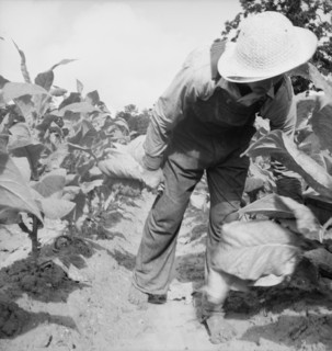 Possibly: White sharecropper, Mr. Taylor, Granville County, North Carolina, 1939. Creator: Dorothea Lange.