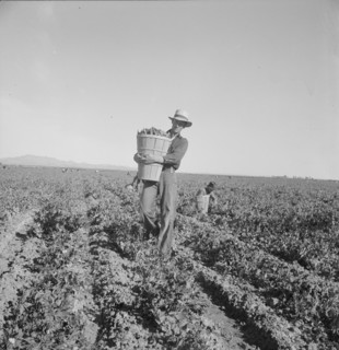 Pea pickers coming into weigh master, Sinclair Ranch, near Calipatria, California, 1939. Creator: Dorothea Lange.
