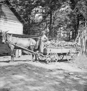Possibly: Young son of tenant farmer gathering sticks..., Granville County, North Carolina, 1939. Creator: Dorothea Lange.