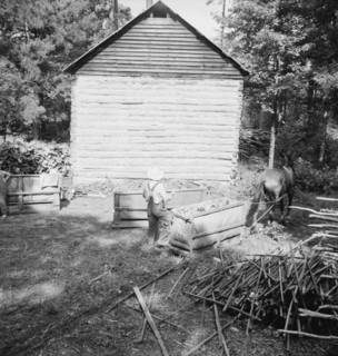 Possibly: Young son of tenant farmer gathering sticks..., Granville County, North Carolina, 1939. Creator: Dorothea Lange.