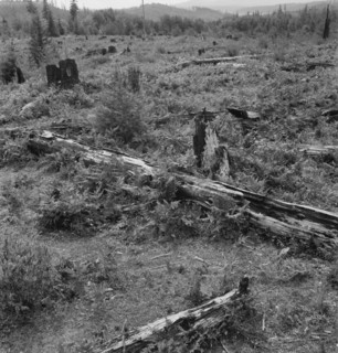 Land on the Arnold farm which they hope to clear next year, Michigan Hill, Thurston County, 1939. Creator: Dorothea Lange.