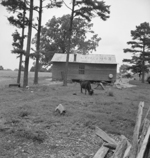 Possibly: Negro sharecropper house seen from rear, Person County, North Carolina, 1939. Creator: Dorothea Lange.