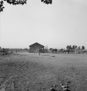 Possibly: Chris Adolf, his team, and...children on their new farm, Washington, Yakima Valley, 1939. Creator: Dorothea Lange.