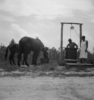 Noontime chores, Granville County, North Carolina, 1939. Creator: Dorothea Lange.