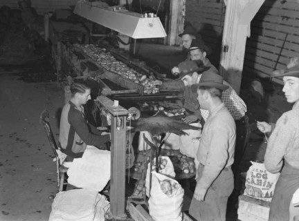 In packing shed, grading and sacking potat..., Tulelake, Siskiyou County, California, 1939 Creator: Dorothea Lange.