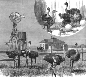 '' Ostrich Farm at Los Angeles, California', 1888. Creator: Unknown.