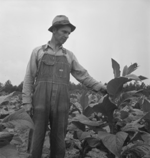 Possibly: Children helping father, tobacco sharecropper..., Person County, North Carolina, 1939. Creator: Dorothea Lange.
