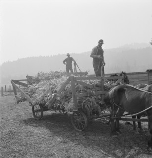 Farmers with wagonload of corn..., near W Street at Carlton, Oregon, 1939. Creator: Dorothea Lange.