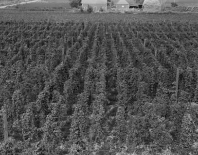 Hop yard on ranch of M. Rivard in French-Canadian..., Yakima Valley, Moxee Valley, Washington, 1939. Creator: Dorothea Lange.