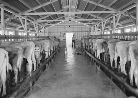 Mineral King Cooperative Association, FSA, Tulare County, California, 1939. Creator: Dorothea Lange.