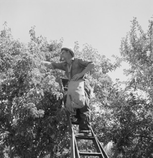 Possibly: Harvesting pears, Pleasant Hill Orchards, Yakima Valley, Washington, 1939. Creator: Dorothea Lange.
