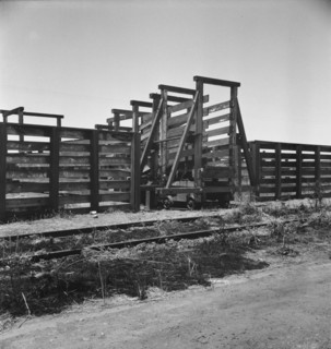 Cattle chute and part of corral, Fresno County on U.S. 99, 1939. Creator: Dorothea Lange.