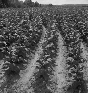 Tobacco field of Negro sharecropper, Wake County, North Carolina, 1939. Creator: Dorothea Lange.