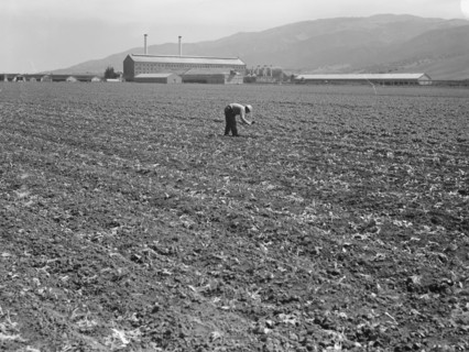 Spreckels sugar factory and sugar beet field, Monterey County, California, 1939. Creator: Dorothea Lange.