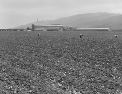 Spreckels sugar factory and sugar beet field, Monterey County, California, 1939. Creator: Dorothea Lange.