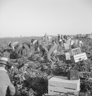 Gang of migratory carrot pullers in field, Imperial Valley, California, 1939. Creator: Dorothea Lange.