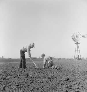 Father and son planting potatoes, outskirts of Salinas, California, 1939. Creator: Dorothea Lange.
