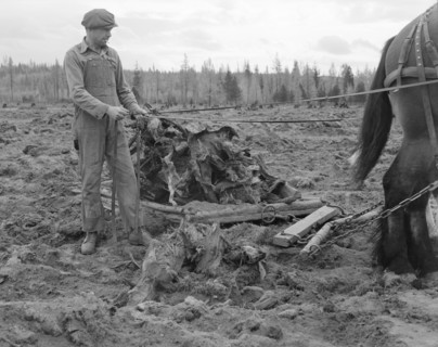 Ex-lumber mill worker clears eight-acre field after..., Boundary County, Idaho, 1939. Creator: Dorothea Lange.