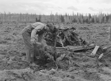 Ex-lumber mill worker clears eight-acre field after..., Boundary County, Idaho, 1939. Creator: Dorothea Lange.
