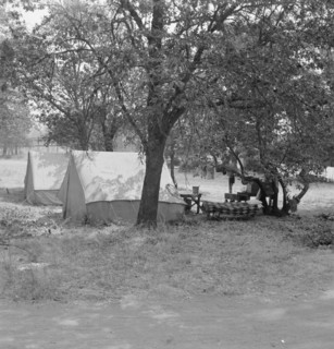 The grower provided clean tents and a shady..., near Grants Pass, Josephine County, Oregon, 1939. Creator: Dorothea Lange.