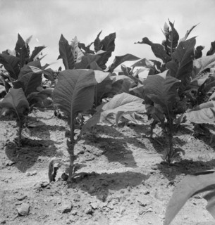 Possibly: Tobacco on Zollie Lyon's place nearly ready for priming, Wake County, North Carolina, 1939 Creator: Dorothea Lange.