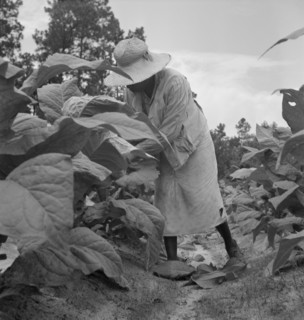 Possibly: Negro tenants topping and suckering tobacco plants, Granville County, North Carolina, 1939 Creator: Dorothea Lange.