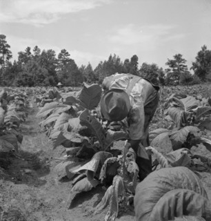 Possibly: Negro tenants topping and suckering tobacco plants, Granville County, North Carolina, 1939 Creator: Dorothea Lange.