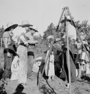 Weighing beans at scales on edge of field, near West Stayton, Marion County, Oregon, 1939. Creator: Dorothea Lange.