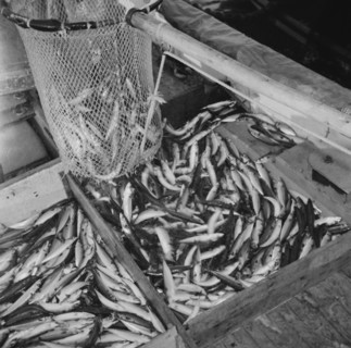 On board the fishing boat Alden, out of Gloucester, Massachusetts, 1943. Creator: Gordon Parks.