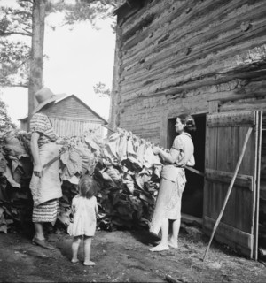 Wives of tobacco tenants pile the tobacco before the..., Granville County, North Carolina, 1939. Creator: Dorothea Lange.