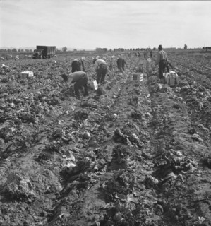 Filipino field gang in lettuce, Brawley, Imperial Valley, California, 1939. Creator: Dorothea Lange.