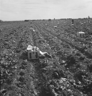 Filipino field gang in lettuce, Brawley, Imperial Valley, California, 1939. Creator: Dorothea Lange.