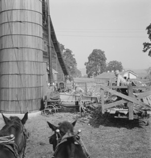 Farmers feeding corn into cooperatively owned..., near W Street at Carlton, Oregon, 1939. Creator: Dorothea Lange.