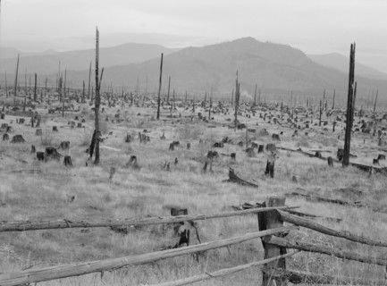 Possibly: Stumps and sags on uncleared land, Priest River country, Bonner County, Idaho, 1939. Creator: Dorothea Lange.