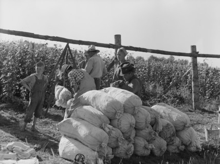 Beanfield - weigh scales, pickers, and sacked beans at edge of..., near West Stayton, Oregon, 1939. Creator: Dorothea Lange.
