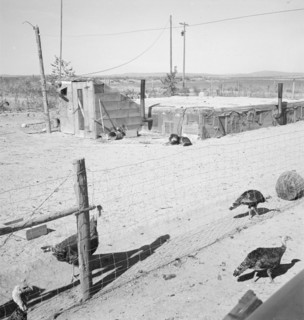 Home of the Williams' family, Dead Ox Flat, Malheur County, Oregon, 1939. Creator: Dorothea Lange.