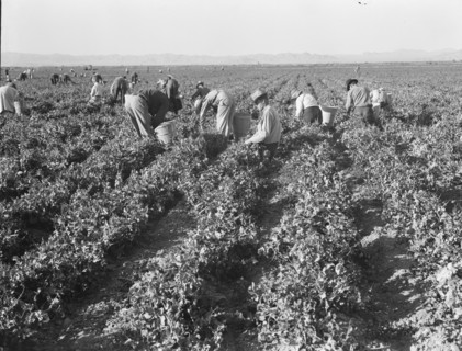 500 pea pickers in field of large-scale Sinclair Ranch, near Calipatria, California, 1939. Creator: Dorothea Lange.