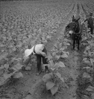 White sharecropper and wage laborer priming tobacco early..., Granville County, North Carolina, 1939 Creator: Dorothea Lange.