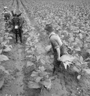 White sharecropper and wage laborer priming..., Granville County, North Carolina, 1939. Creator: Dorothea Lange.