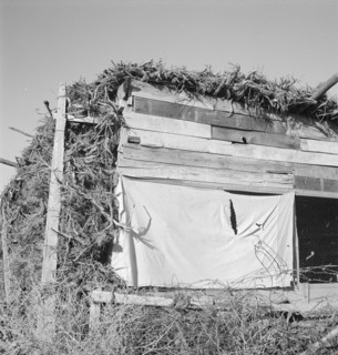 Shows construction of chicken house, sage bush thatched, Dead Ox Flat, Malheur County, Oregon, 1939. Creator: Dorothea Lange.