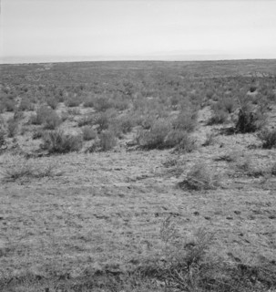 View from the Smith's place across the road, showing uncleared land, Dead Ox Flat, Oregon, 1939. Creator: Dorothea Lange.