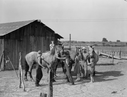 Chris Adolf, his team, and six of his children on their new farm, Washington, Yakima Valley, 1939. Creator: Dorothea Lange.